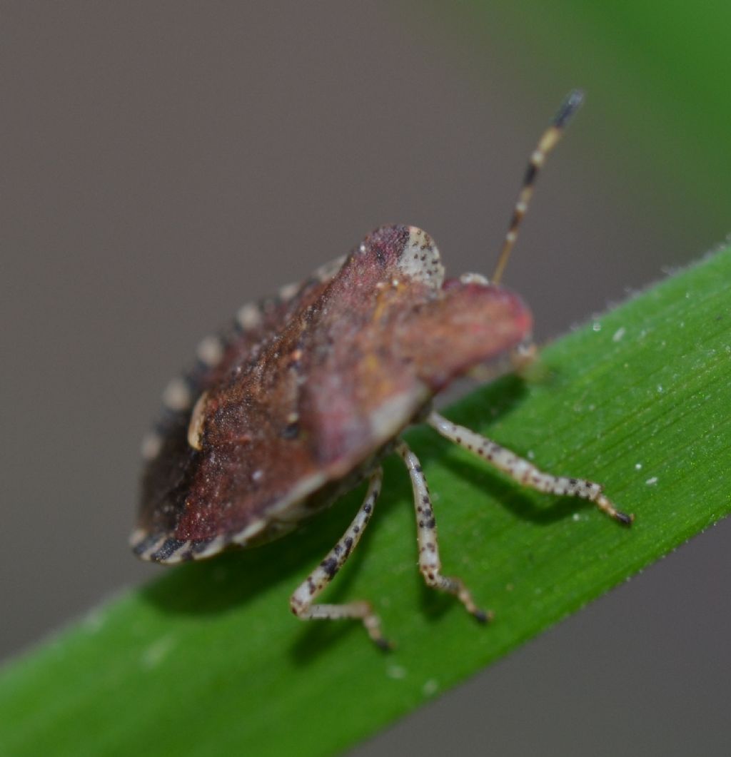 Holcostethus sphacelatus? No, Dyroderes umbraculatus